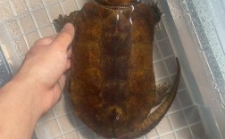 鹰嘴龟品种大全图片