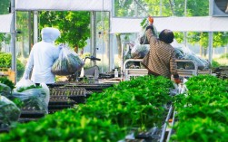 露天辣椒套种技术视频怎么套种？