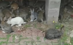 野兔杂交野兔养殖技术