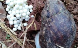 香螺养殖盐度多少最适宜？