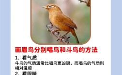 画眉鸟饲养技巧有哪些关键要点？