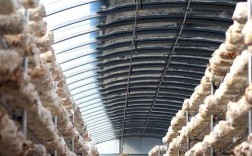 秋季平菇种植技术视频要点有哪些？