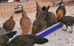 人工养殖选什么鸡品种最合适？