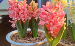 哪些风信子品种最好养又开花美？