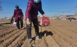 大蒜种植视频技术要点有哪些？