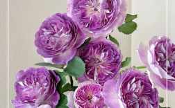 蓝粉色月季品种是什么？