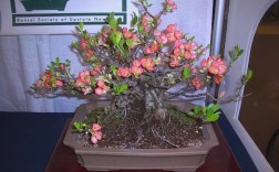 贴梗海棠盆景标准技术如何掌握？