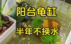 室内养龟技术视频，新手必看哪些要点？