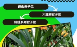 什么品种君子兰适合分株？