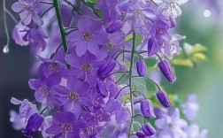 紫藤花哪个品种颜值最高？