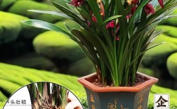 墨兰最好品种是什么