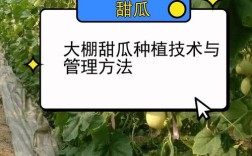 南方甜瓜大棚栽培技术要点有哪些？