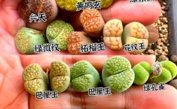 石生花品种有哪些？图解大全一览？