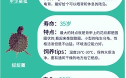 家庭养龟品种怎么选？