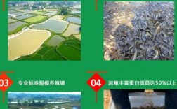 人工台湾泥鳅养殖技术有哪些关键要点？