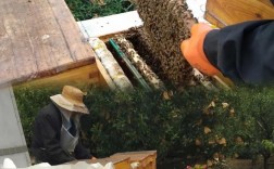 土蜜蜂分家技术视频，关键步骤有哪些？