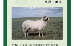肉羊品种有哪些？看图识羊指南！