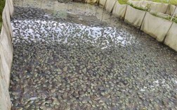 青蛙多层立体养殖技术如何高效实施？