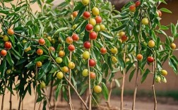 冬枣幼树管理技术视频有哪些要点？