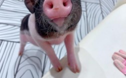 耳朵小的猪是什么品种？