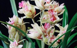 哪种兰花最好养，新手也能轻松种活？