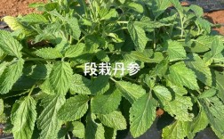丹参种植技术管理费用多少？