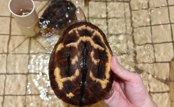 2025年广东金钱龟价格会涨还是跌？养殖户该如何应对市场波动？