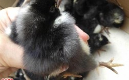 黑色白冠鸡是什么品种？