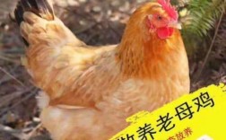 四川哪些肉鸡品种好养又高产？