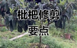枇杷剪枝何时剪？怎么剪才高产？