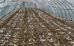 大棚种植哪些食用菌品种效益好？