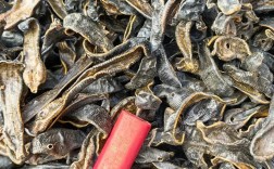 2025水蛭最新价格多少钱一斤？