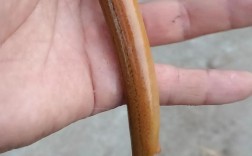 黄鳝养殖视频，新手能学会吗？