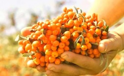 东北适合种哪些沙棘品种？