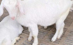 美国羊品种有哪些？图片如何识别？