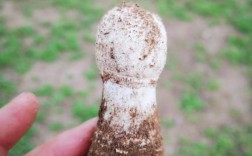 鸡腿菇种植技术视频，新手能学会吗？