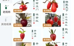 柿子品种有哪些？看图识别全在这！