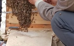 人工养殖胡蜂技术视频，新手能学会吗？