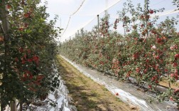 苹果最新种植技术视频有何新突破？