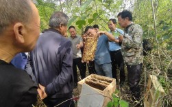 中蜂秋季管理有哪些关键技术？