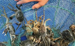 东北螃蟹养殖技术有哪些关键点？