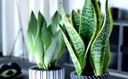 虎皮兰最好品种有哪些？看图识花！