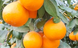 正宗黄美人品种从何而来？