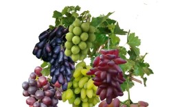 8611葡萄种植技术有哪些关键要点？