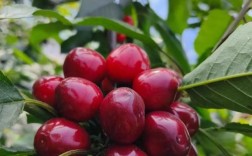 发展什么大樱桃品种好