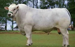 引进国外大型肉牛品种，该如何选育？