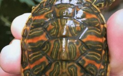 2025年花龟苗价格多少钱一只？