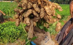 2025年山东花生价格会涨还是跌？