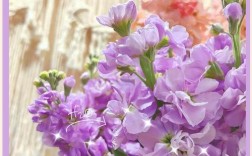 紫罗兰品种有哪些？附图片解析。