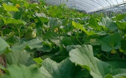 露地香瓜怎么种？关键技术看这里！